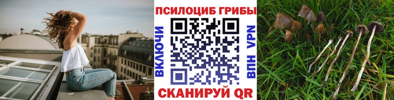 дарнет шоп  Полярный  Галлюциногенные грибы Psilocybine cubensis 